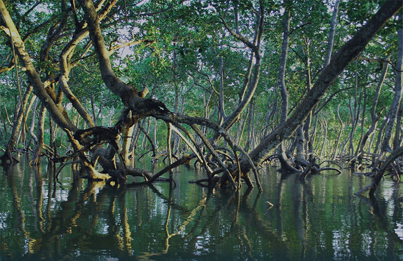 We planted a mangrove in Honduras!
